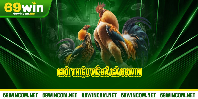 Đá Gà 69Win - Nảy lửa đòn đao, thắng đậm không giới hạn 1 Giới thiệu về Đá Gà 69Win